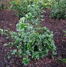 Gardnias in test plot