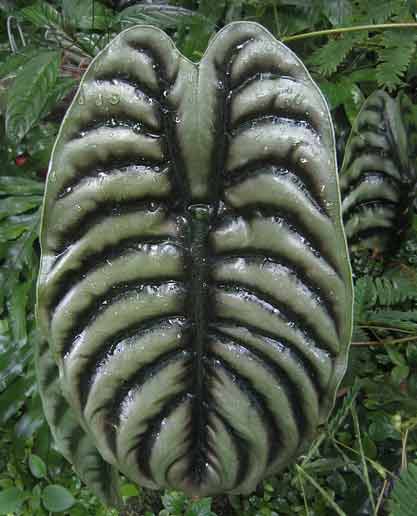 Giant Caldium leaf