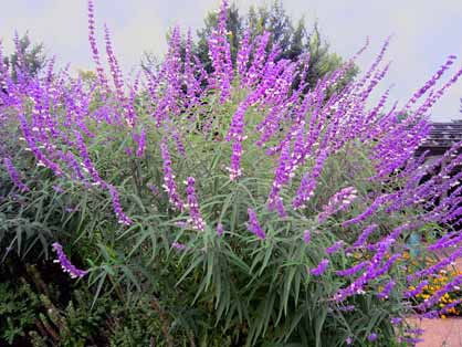 Salvia 'Santa Barbara'