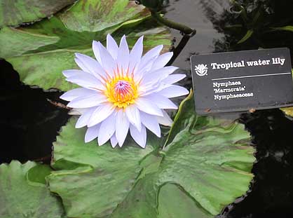 Water Lily blooming too near sign
