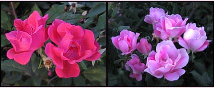 Knock Outs roses: red and pink