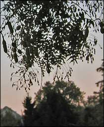Japanese Pagoda Tree