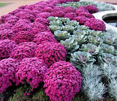 Mums in mass planting