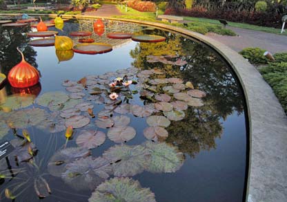 Tropical Water Lily Pond
