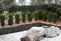 New hedgerow of yews