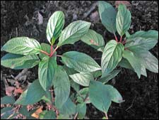 Hydrangea 'Pinky Winky'