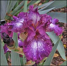 Reblooming Iris 'Decker'