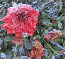 Dahlia killed by the frost