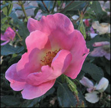 Knock Out Rainbow Rose