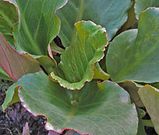 Bergenia 'Winterglut' WINTERGLOW
