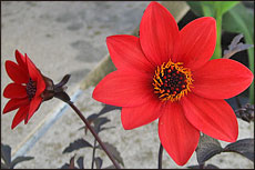 Dalia 'Scarlet Fern' MYSTIC&nbsp;SERIES