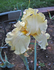 'Licken' reblooming iris