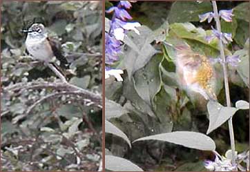 Late season hummingbird