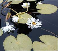 Soggy water lilies