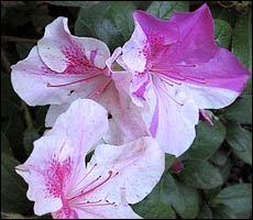 Encore Azalea 'Autumn Twist'
