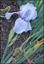 Rebooming iris 'Claire Doodle'