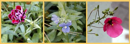 Dianthis, Nemesia, & Diascia