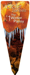 Icicle Pansy label