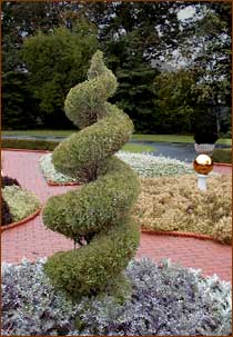 Spiral Topiary
