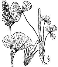 USDA-NRCS PLANTS Database / Britton, N.L., and A. Brown. 1913. An illustrated flora of the northern United States, Canada and the British Possessions. 3 vols. Charles Scribner's Sons, New York. Vol. 2: 355