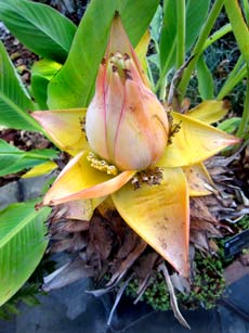 Chinese Yellow Banana blossom