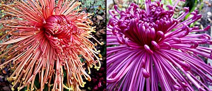 Specimen chrysanthemums 