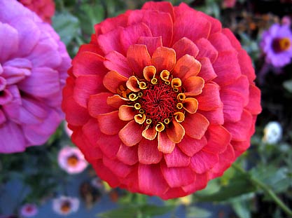 Zinnias still blooming