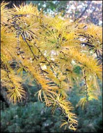 Golden Larch