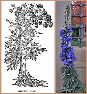 Monkshood: then and now