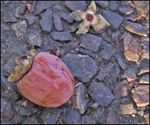 Persimmon (Diospyros virginiana)
