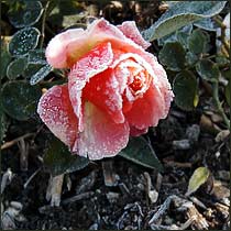 Miami Moon florabunda rose