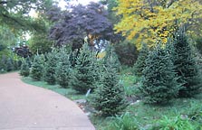 Fir trees lining walkway in the daylily garden