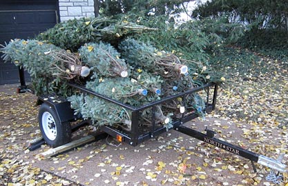 Fir Trees set to the "planted"