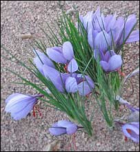 Saffron crocus 