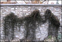 Frost bitten cyprus and cardinal flower vines