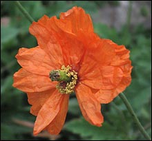 Papaver oreophilum