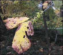 Eastern Witch Hazel