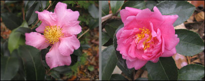 Hardy Camelias: 'Winter's Star' and 'Winter's Joy'