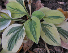 Hosta 'Cameo'