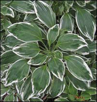 Alstroemeria 'Royal Star'