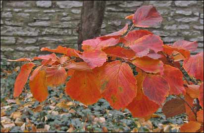 Witch hazel 'Diane'