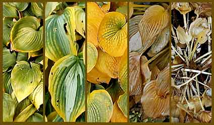 Stages of Hosta's Life