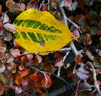 Branford Pear leaf in early November