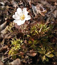 Snowdrop anemone
