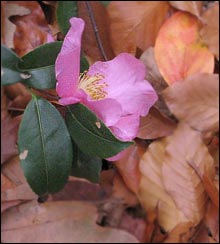 Camellia 'Winter's Star'