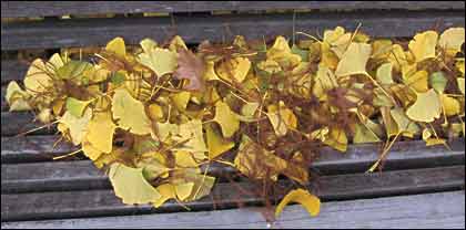 Ginkgo leaves and cypress fronds on a garden bench