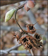 Corylopsis buds and seeds