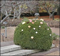 Boxwood decorated with mum blossoms