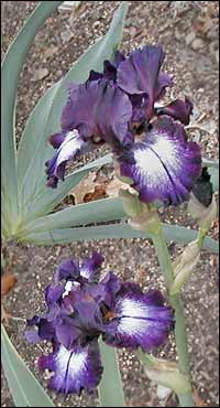 Reblooming Iris 'Decker'
