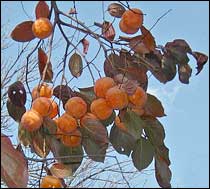 Persimmons (Diospyros kaki)